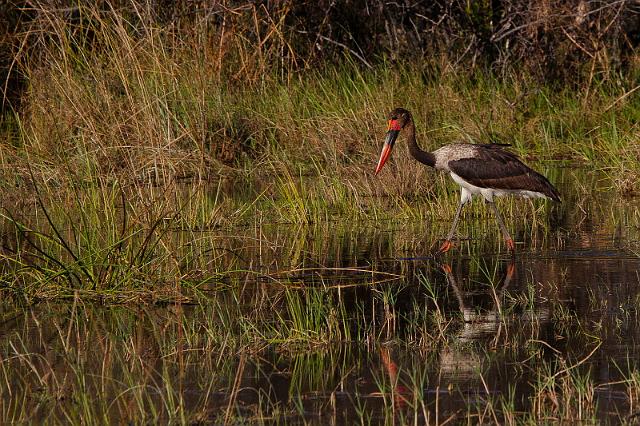 131 Okavango Delta, jonge zadelbekooievaar.jpg